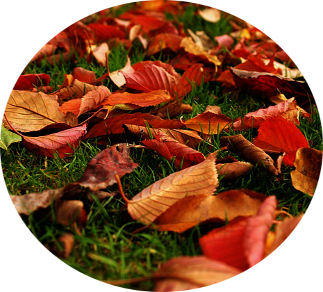 leaves-316420_640 blog copy